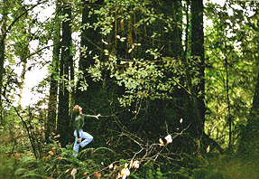 Steve McCaughey Redwoods